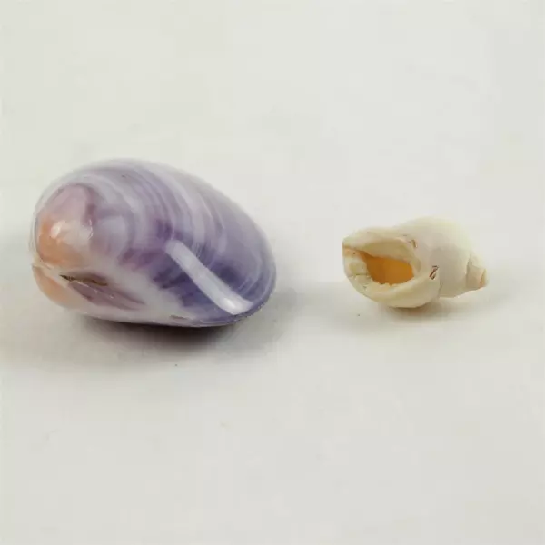 Lot of 6 Seashells Beach Decor Crafts Natural Sea Shells