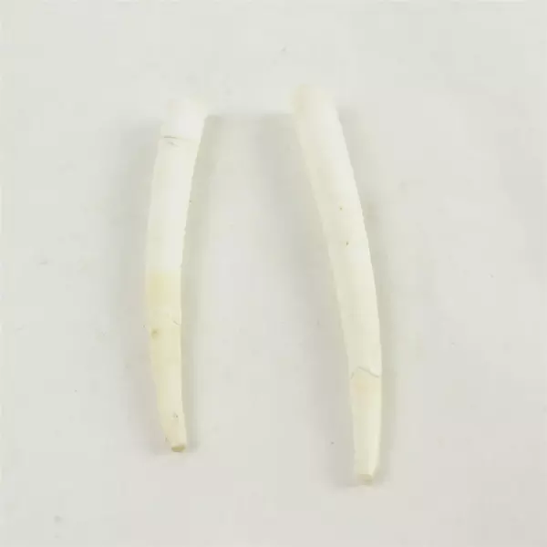 Lot of 6 Seashells Beach Decor Crafts Natural Sea Shells