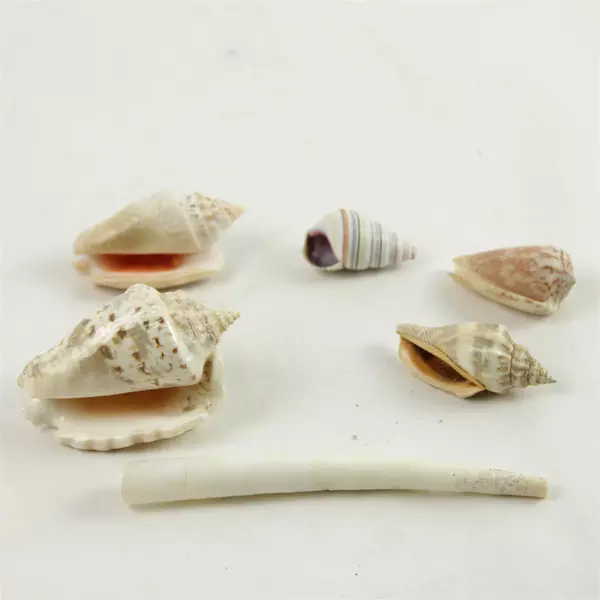 Lot of 6 Natural Seashells Assorted for Beach Crafts Home Decor