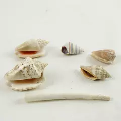 Lot of 6 Natural Seashells Assorted for Beach Crafts Home Decor