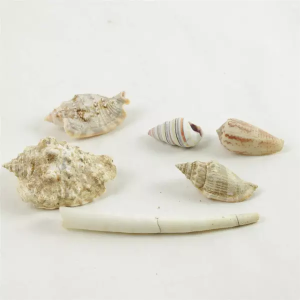 Lot of 6 Natural Seashells Assorted for Beach Crafts Home Decor