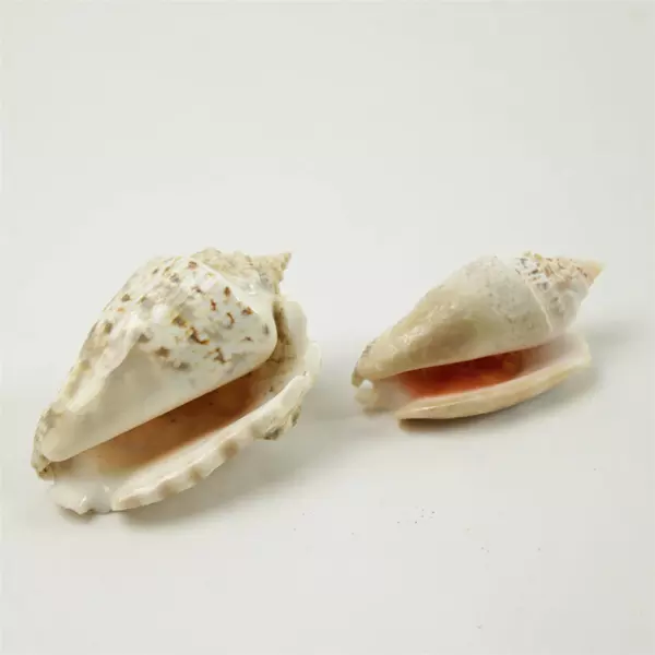 Lot of 6 Natural Seashells Assorted for Beach Crafts Home Decor