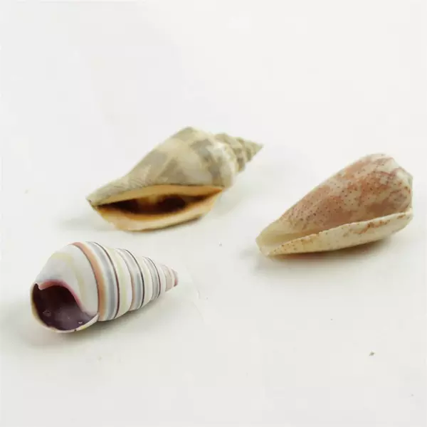 Lot of 6 Natural Seashells Assorted for Beach Crafts Home Decor