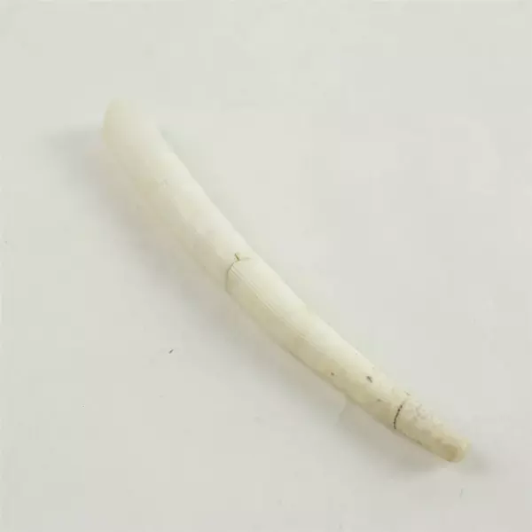 Lot of 6 Natural Seashells Assorted for Beach Crafts Home Decor