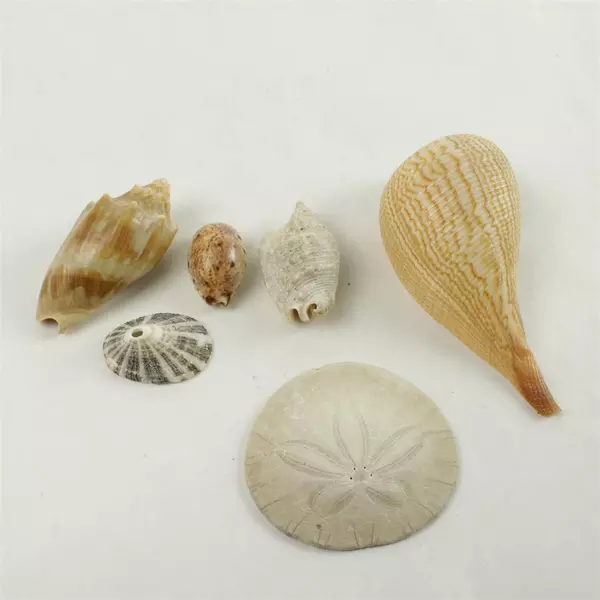 Lot of 5 Seashells & 1 Sand Dollar Beach Decor Crafts