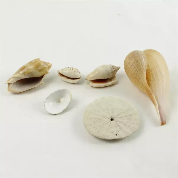 Lot of 5 Seashells & 1 Sand Dollar Beach Decor Crafts