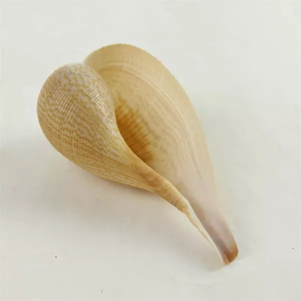 Lot of 5 Seashells & 1 Sand Dollar Beach Decor Crafts