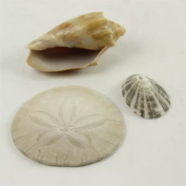 Lot of 5 Seashells & 1 Sand Dollar Beach Decor Crafts