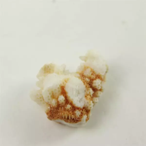 Lot of 2 Geodes with Rock w/Holes & Coral Piece Collectible Display