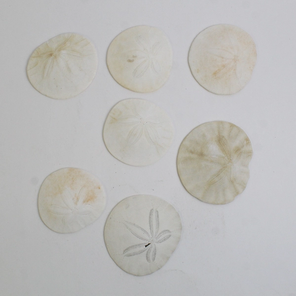 Lot Of 7 Assorted Sand Dollar Sea Shells Natural Ocean Beach Decor