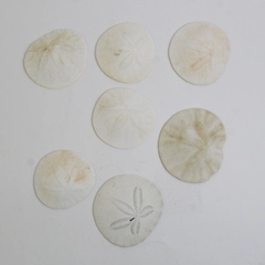 Lot Of 7 Assorted Sand Dollar Sea Shells Natural Ocean Beach Decor