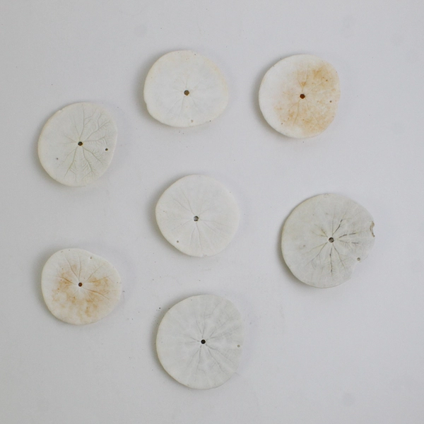 Lot Of 7 Assorted Sand Dollar Sea Shells Natural Ocean Beach Decor