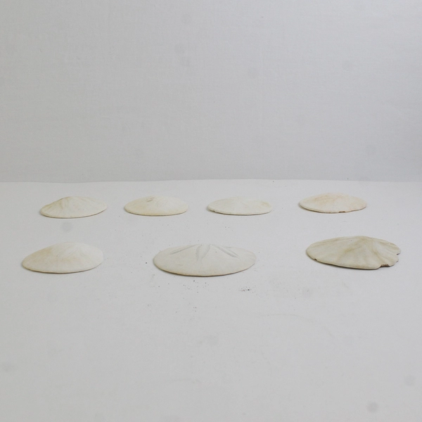 Lot Of 7 Assorted Sand Dollar Sea Shells Natural Ocean Beach Decor