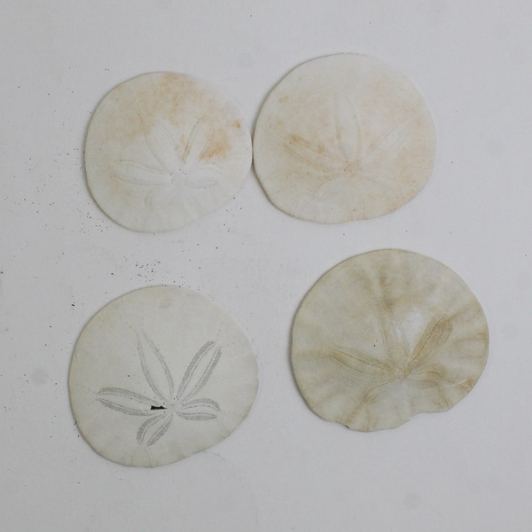 Lot Of 7 Assorted Sand Dollar Sea Shells Natural Ocean Beach Decor