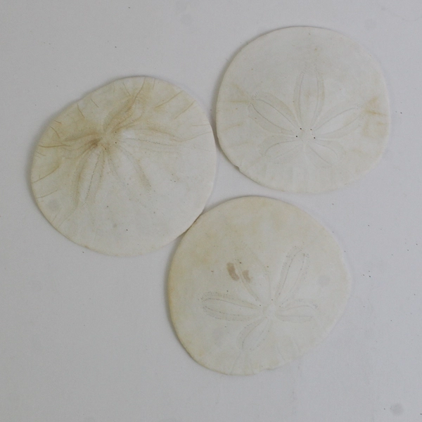 Lot Of 7 Assorted Sand Dollar Sea Shells Natural Ocean Beach Decor