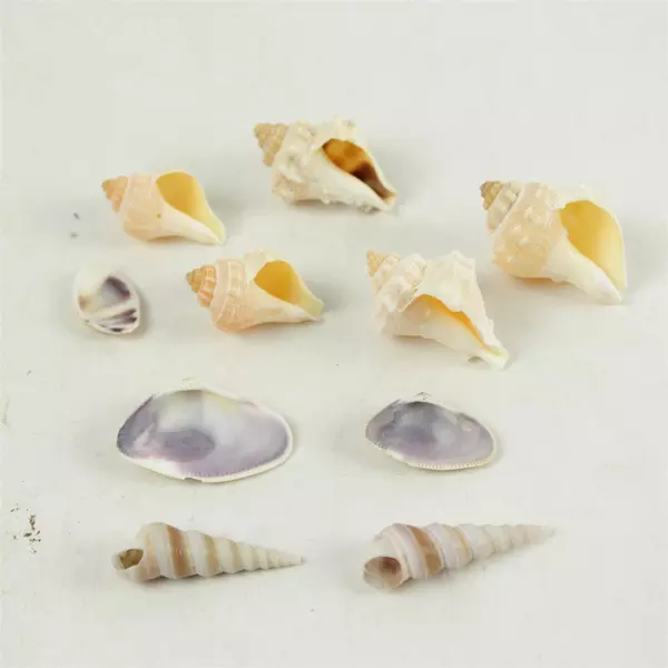 Lot of 10 Seashells Mixed Beach Shells for Crafts Nautical Decor