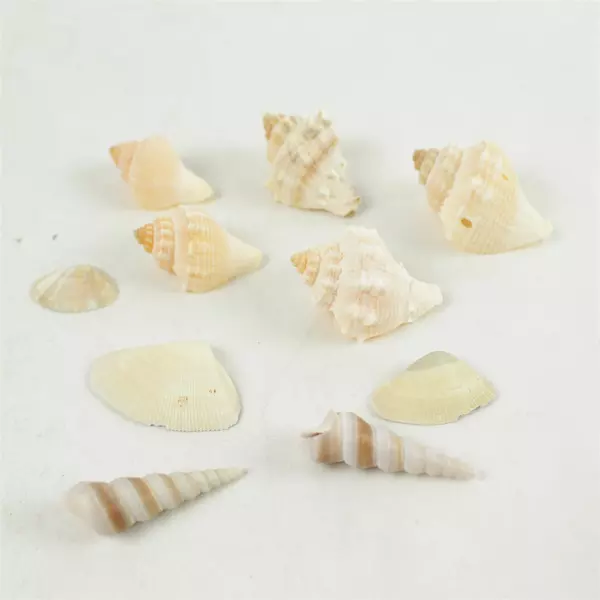 Lot of 10 Seashells Mixed Beach Shells for Crafts Nautical Decor