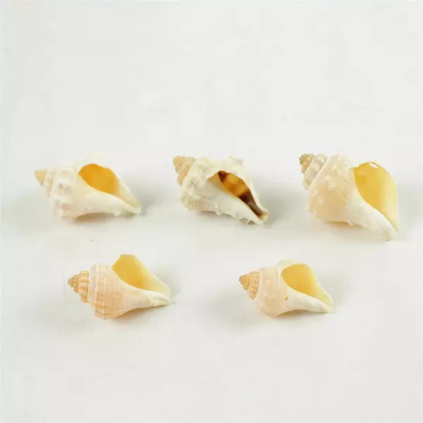 Lot of 10 Seashells Mixed Beach Shells for Crafts Nautical Decor