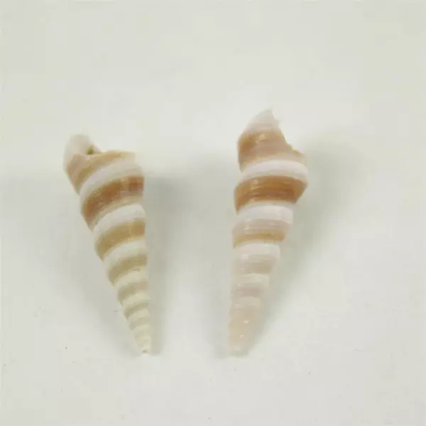 Lot of 10 Seashells Mixed Beach Shells for Crafts Nautical Decor