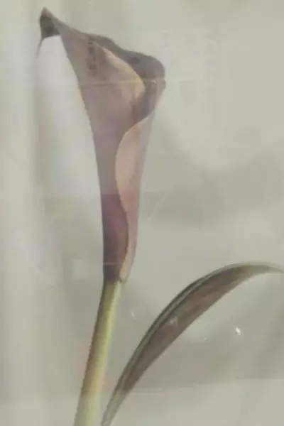 Framed Purple Calla Lily Art Print Cherry Wood Frame 22.5x18.5in Factory Sealed