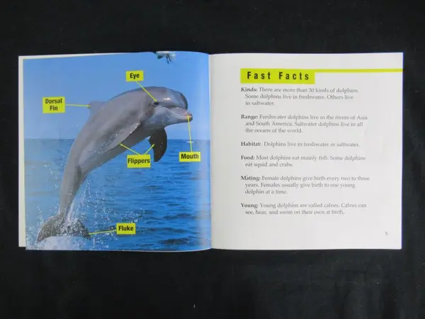 Vintage Dolphins by Kevin J. Holmes 1998 Children's Book - Good Condition