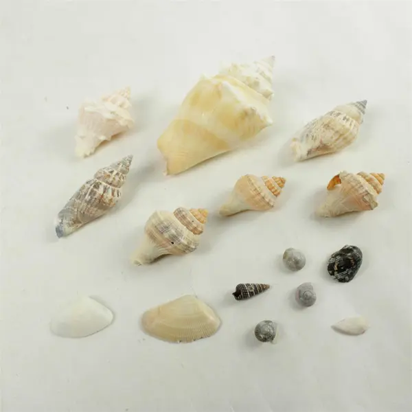 Lot of Seashells Mixed Beach Shells for Crafts Nautical Decor