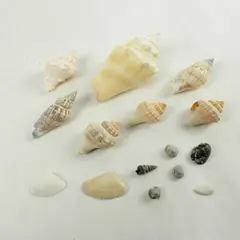 Lot of Seashells Mixed Beach Shells for Crafts Nautical Decor
