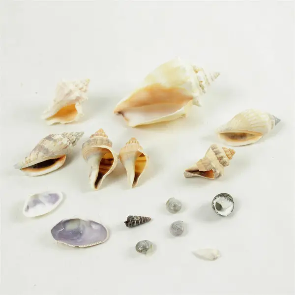 Lot of Seashells Mixed Beach Shells for Crafts Nautical Decor