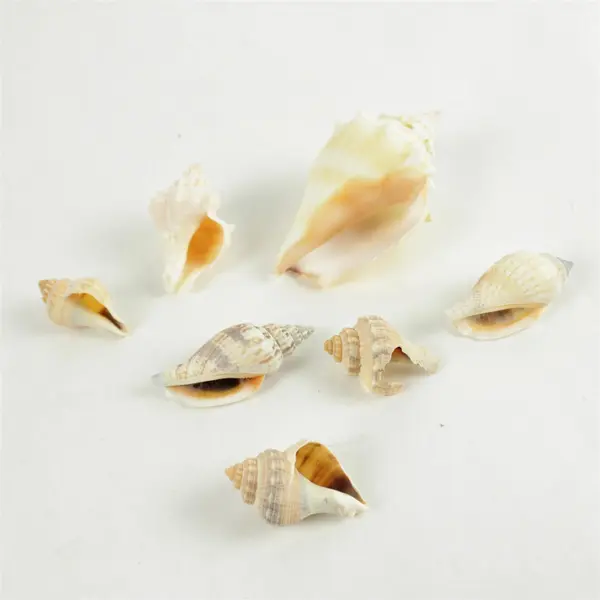Lot of Seashells Mixed Beach Shells for Crafts Nautical Decor