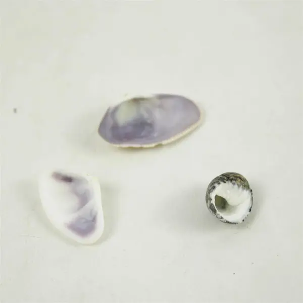 Lot of Seashells Mixed Beach Shells for Crafts Nautical Decor