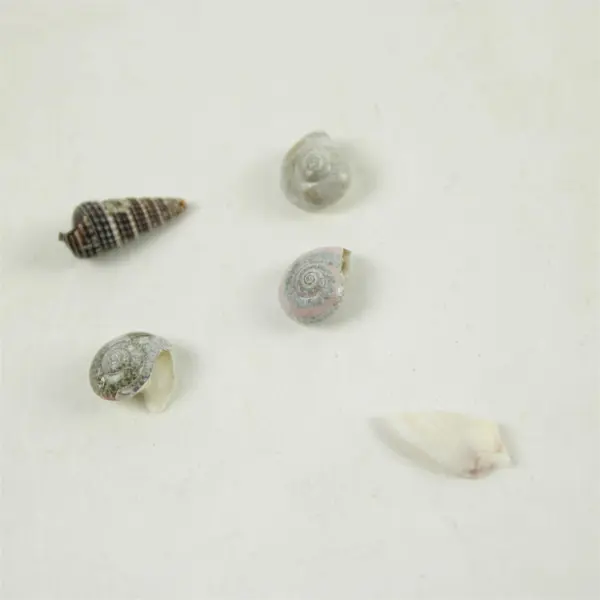 Lot of Seashells Mixed Beach Shells for Crafts Nautical Decor