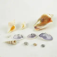 Lot of Seashells Mixed Beach Shells for Crafts Nautical Decor