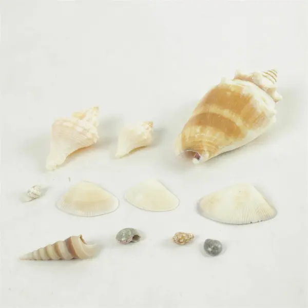 Lot of Seashells Mixed Beach Shells for Crafts Nautical Decor