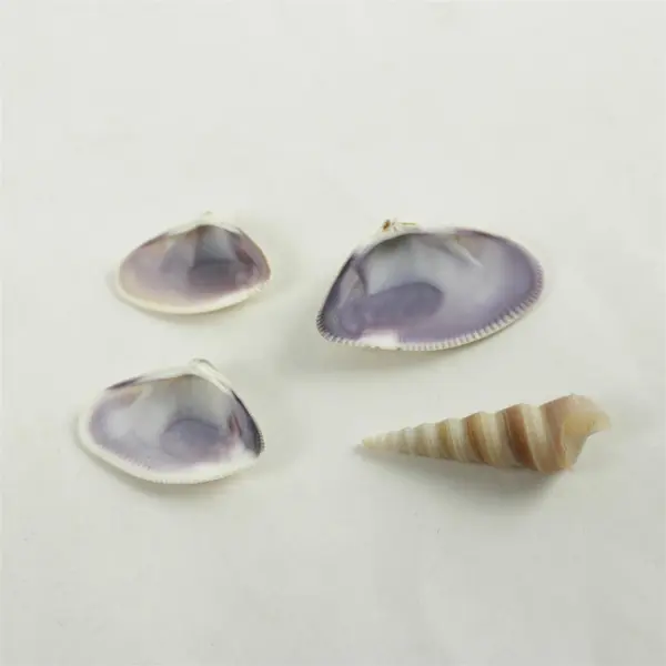 Lot of Seashells Mixed Beach Shells for Crafts Nautical Decor