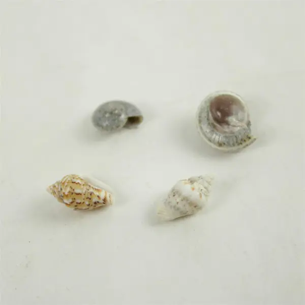 Lot of Seashells Mixed Beach Shells for Crafts Nautical Decor