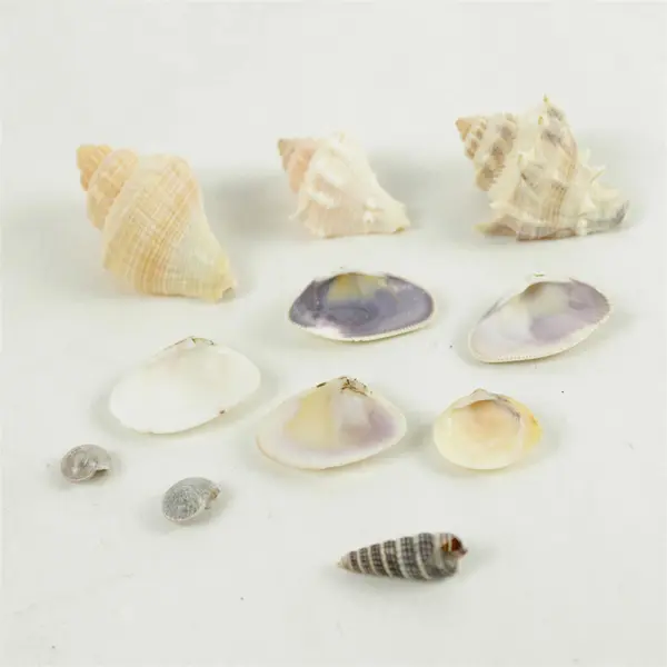 Lot of Seashells Mixed Beach Shells for Crafts Nautical Decor