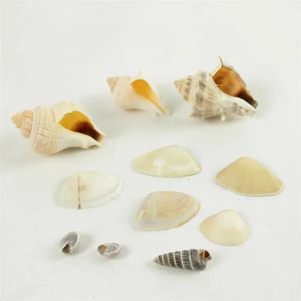 Lot of Seashells Mixed Beach Shells for Crafts Nautical Decor