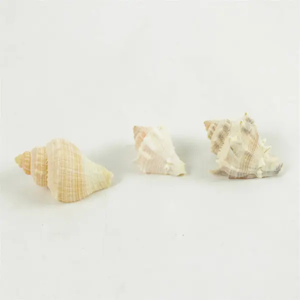 Lot of Seashells Mixed Beach Shells for Crafts Nautical Decor