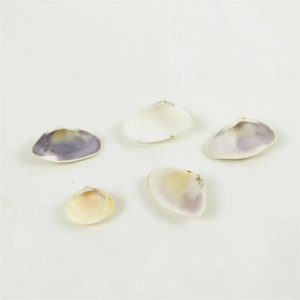 Lot of Seashells Mixed Beach Shells for Crafts Nautical Decor