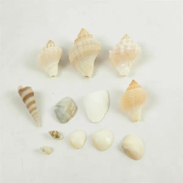 Lot of Seashells Mixed Beach Shells for Crafts Nautical Decor
