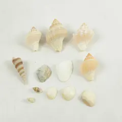 Lot of Seashells Mixed Beach Shells for Crafts Nautical Decor