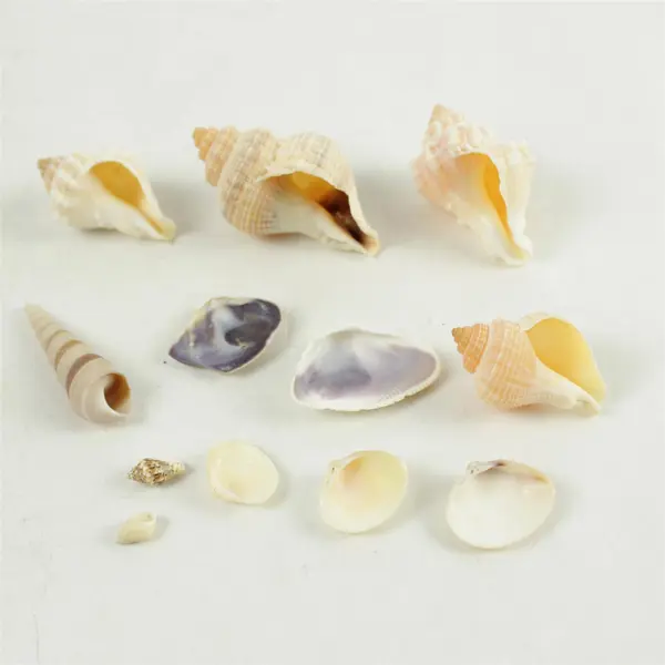 Lot of Seashells Mixed Beach Shells for Crafts Nautical Decor