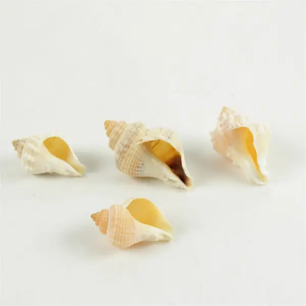 Lot of Seashells Mixed Beach Shells for Crafts Nautical Decor