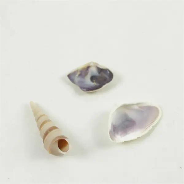 Lot of Seashells Mixed Beach Shells for Crafts Nautical Decor