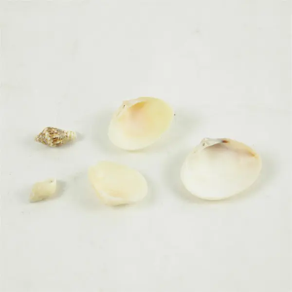 Lot of Seashells Mixed Beach Shells for Crafts Nautical Decor