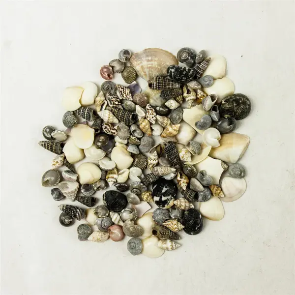 Bag of Small Seashells for Crafts, Wedding Decor, Scrapbooking & DIY