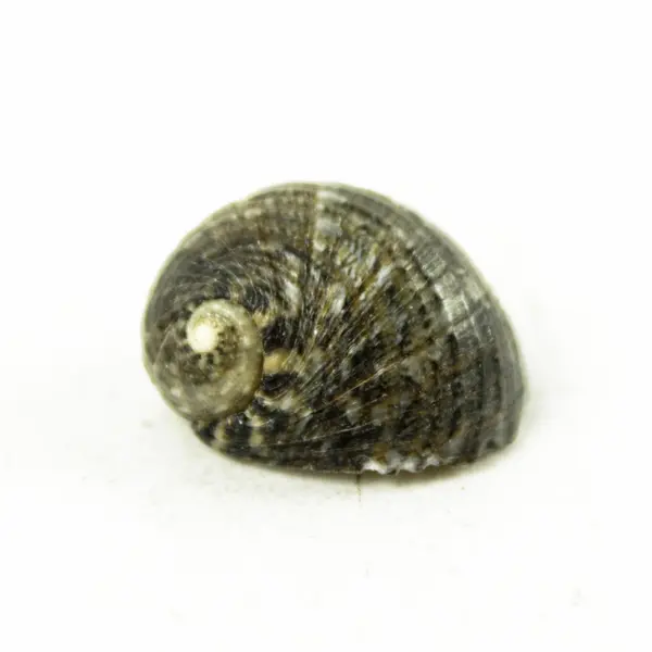 Bag of Small Seashells for Crafts, Wedding Decor, Scrapbooking & DIY