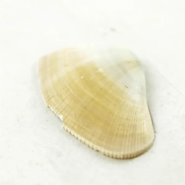 Bag of Small Seashells for Crafts, Wedding Decor, Scrapbooking & DIY