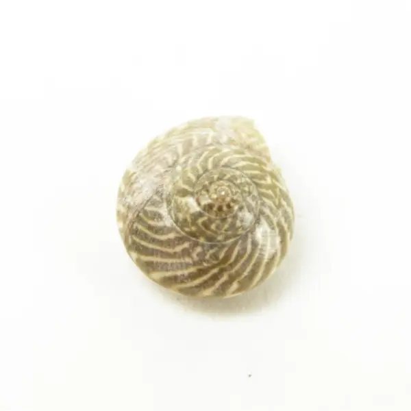 Bag of Small Seashells for Crafts, Wedding Decor, Scrapbooking & DIY