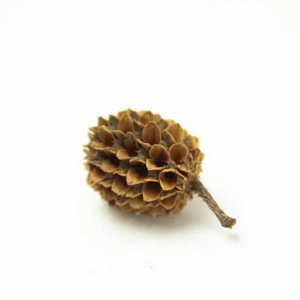 Natural Foliage Pieces for Decor & Crafts Wreaths Centerpieces